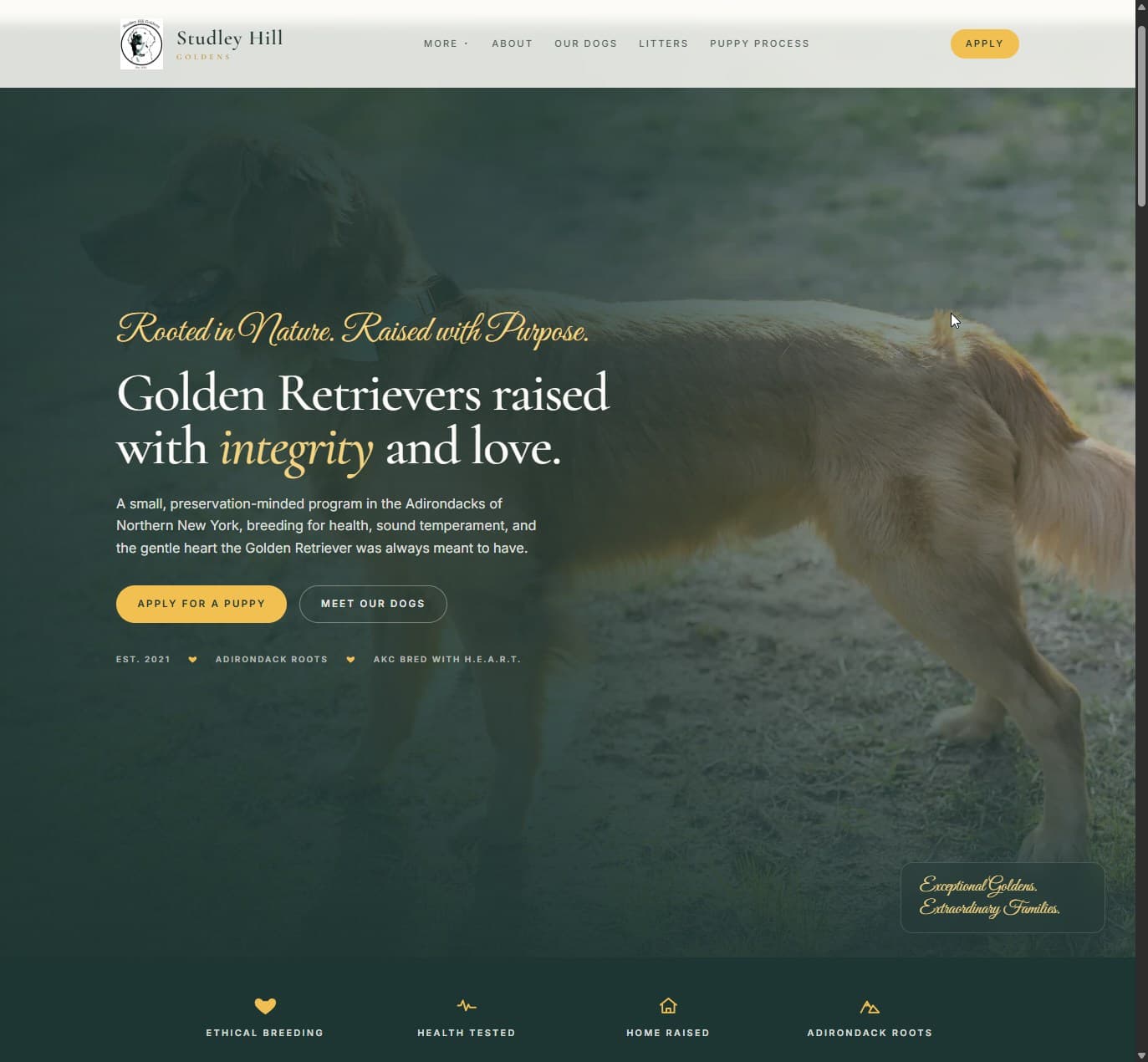 Studley Hill Goldens website, built by Kenny