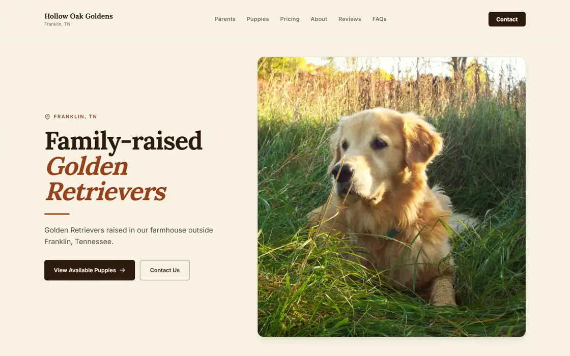 Hollow Oak Goldens demo website on the Rustic Warm template