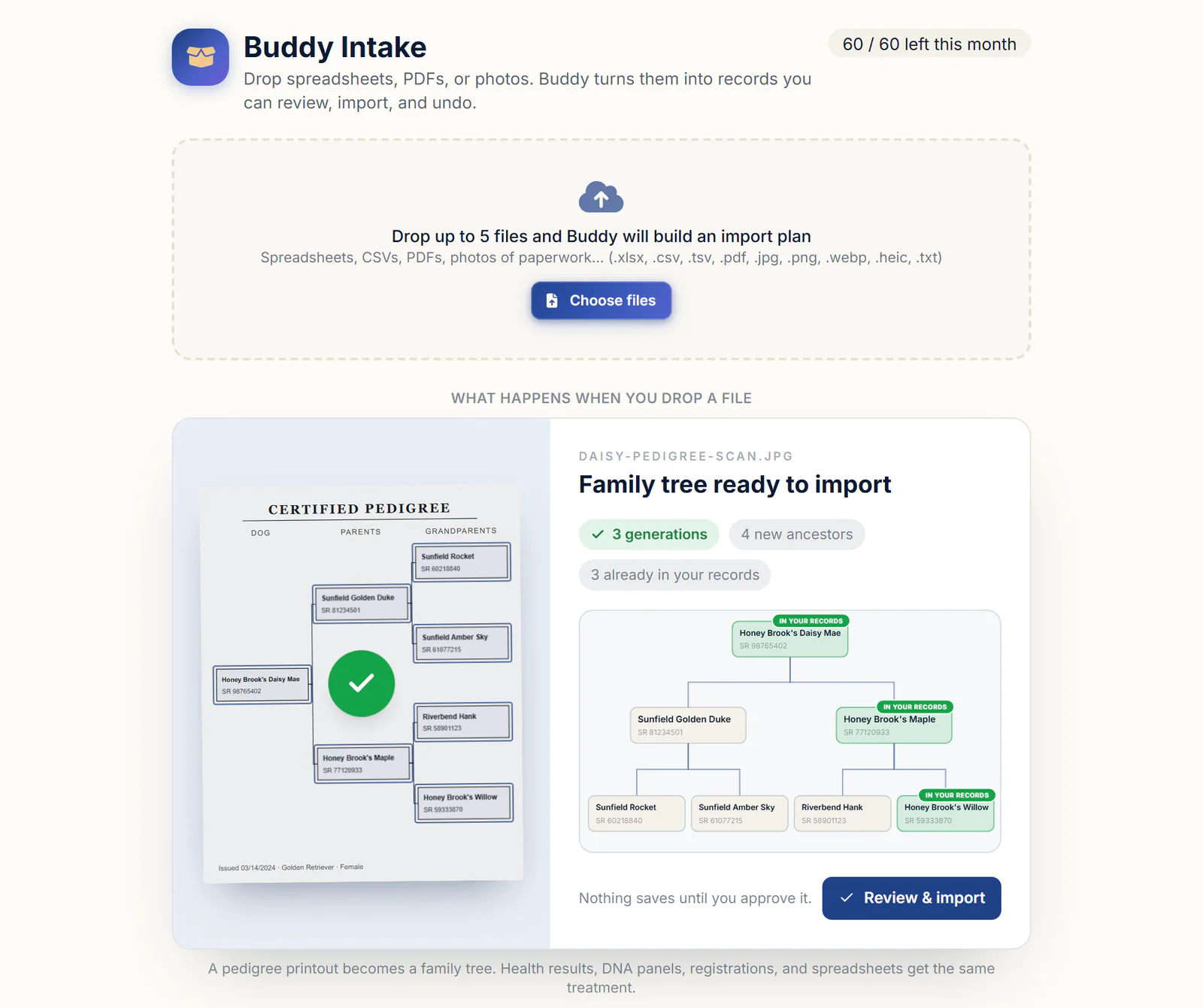 The Buddy Intake page in BreederBuddy with a file drop zone and an example pedigree chart turned into a family tree