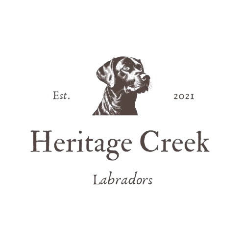 Heritage Creek Labradoodles