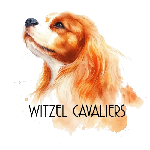 Witzel Cavaliers