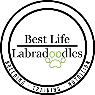 Best Life Labradoodles