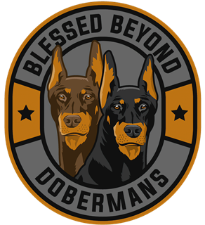 Blessed Beyond Dobermans
