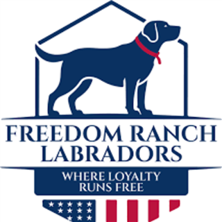 Freedom Ranch Labradors