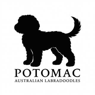 Potomac Australian Labradoodles