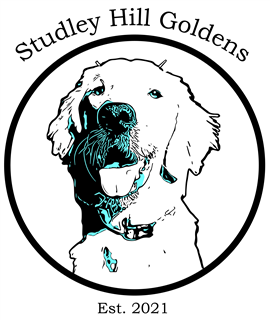 Studley Hill Goldens