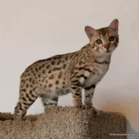 Quality Bengal Kittens logo